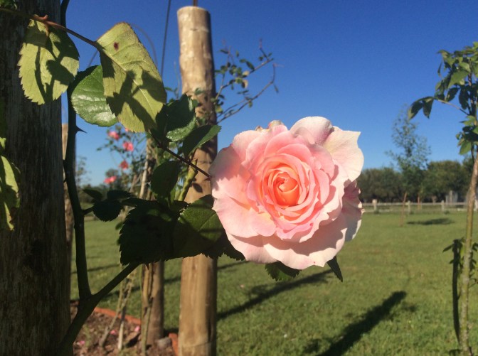 273289E6-2ECE-4651-86D1-D7E32731B1D6