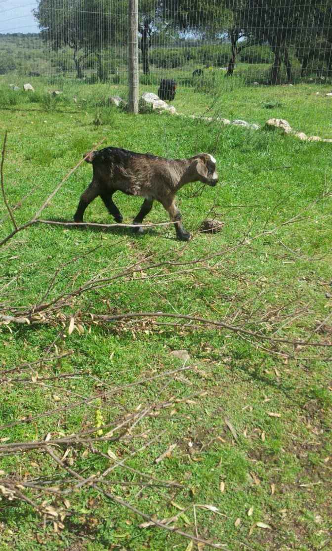 33705B2D-BBB4-4059-83BA-DE31A548D5A1