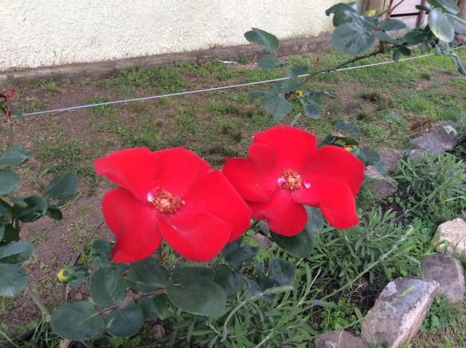 AF0E25C1-5744-47D4-AEDF-D7F60F6C9FD1