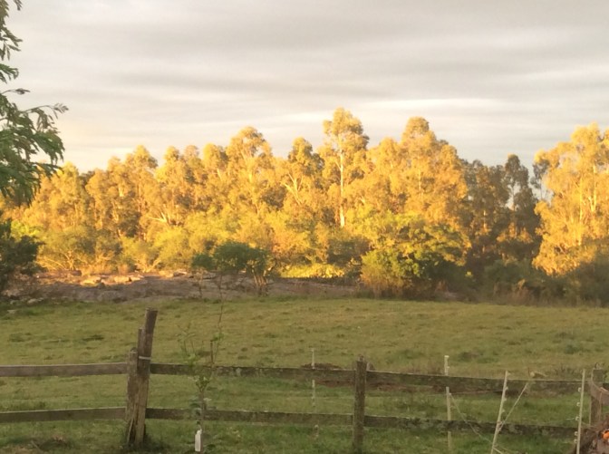 D583ED56-A843-46C1-86C0-28E980F8416C