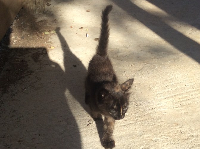 55BFDA53-2DDC-4C8F-A193-CB2CA26D5E4D