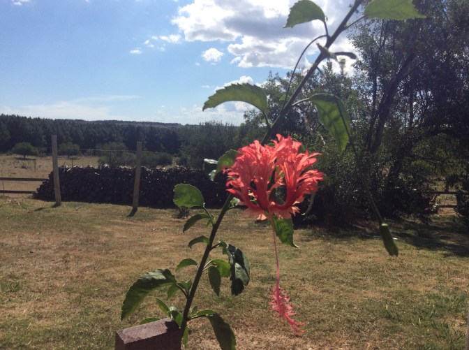 0BB0E4F9-2B52-4921-BE76-F974D68F21A7