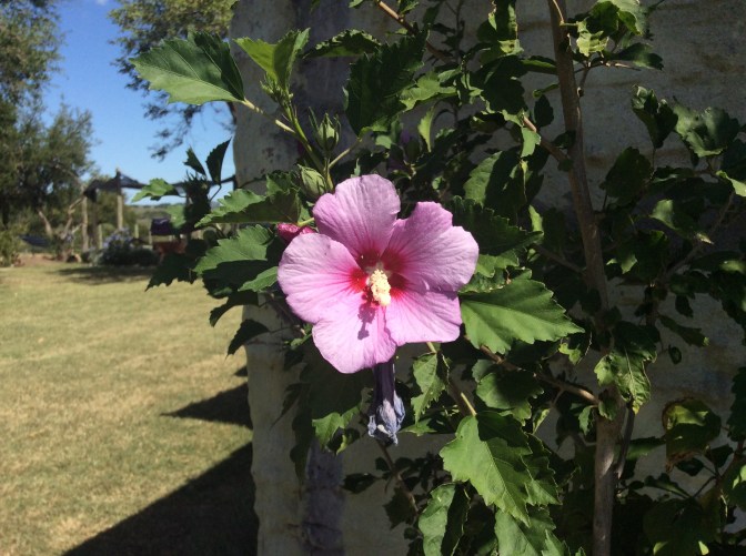 C8563F56-A5C4-4327-8EE1-8B31ECDAFEAE