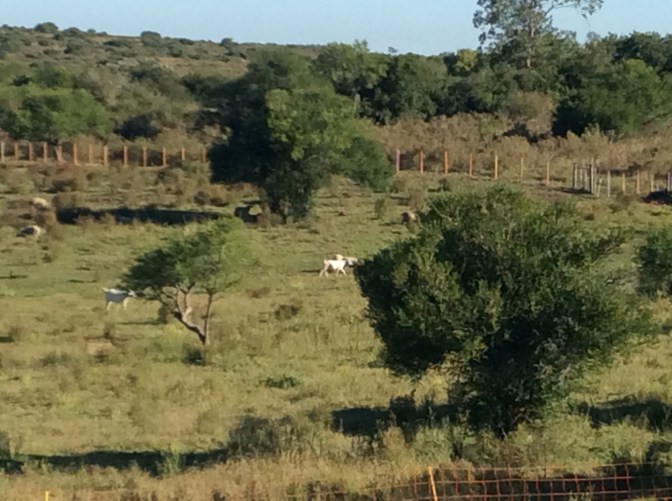 337C9836-B86F-4D59-B70C-6156C2D99DCB