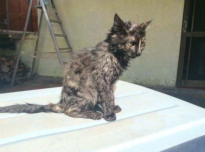 EAB8005E-96F8-46AB-8DD6-27AEFB4C0CFE