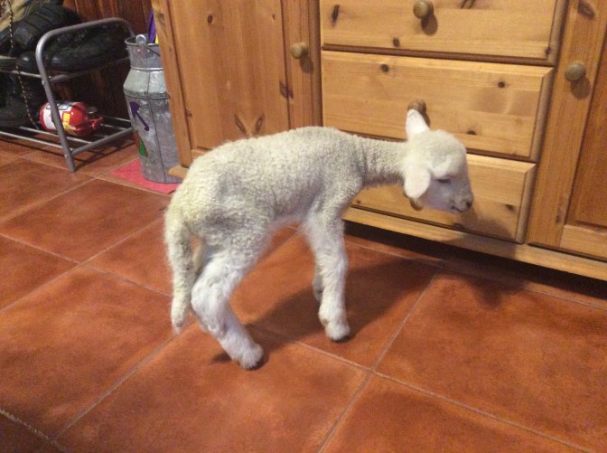 5F24FDB9-00D5-448F-AA49-0E2525F26F22