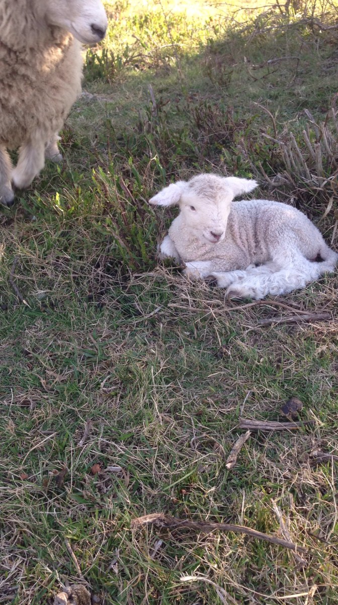 7C01DDAE-2999-486D-ABF8-DAF25972AF4A