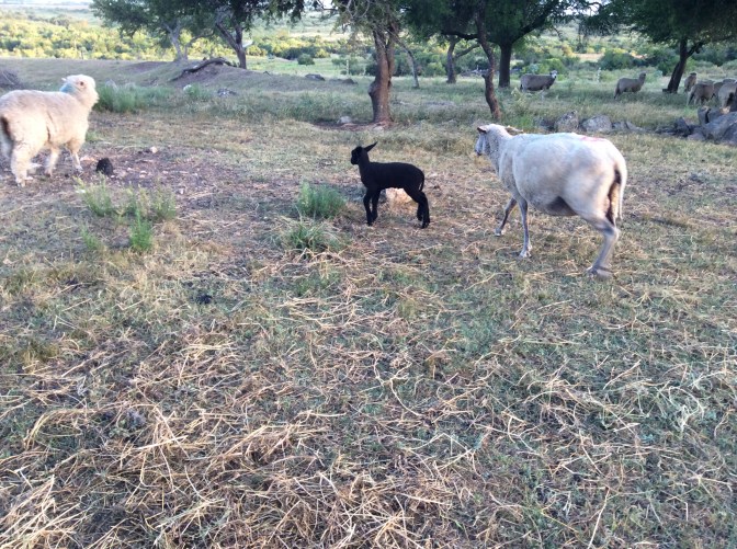 D2D94FEB-1235-414F-82BA-FDD63DDEF054