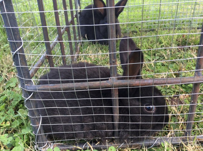 1C96C86F-5E38-4D91-A669-40AD50DA666E