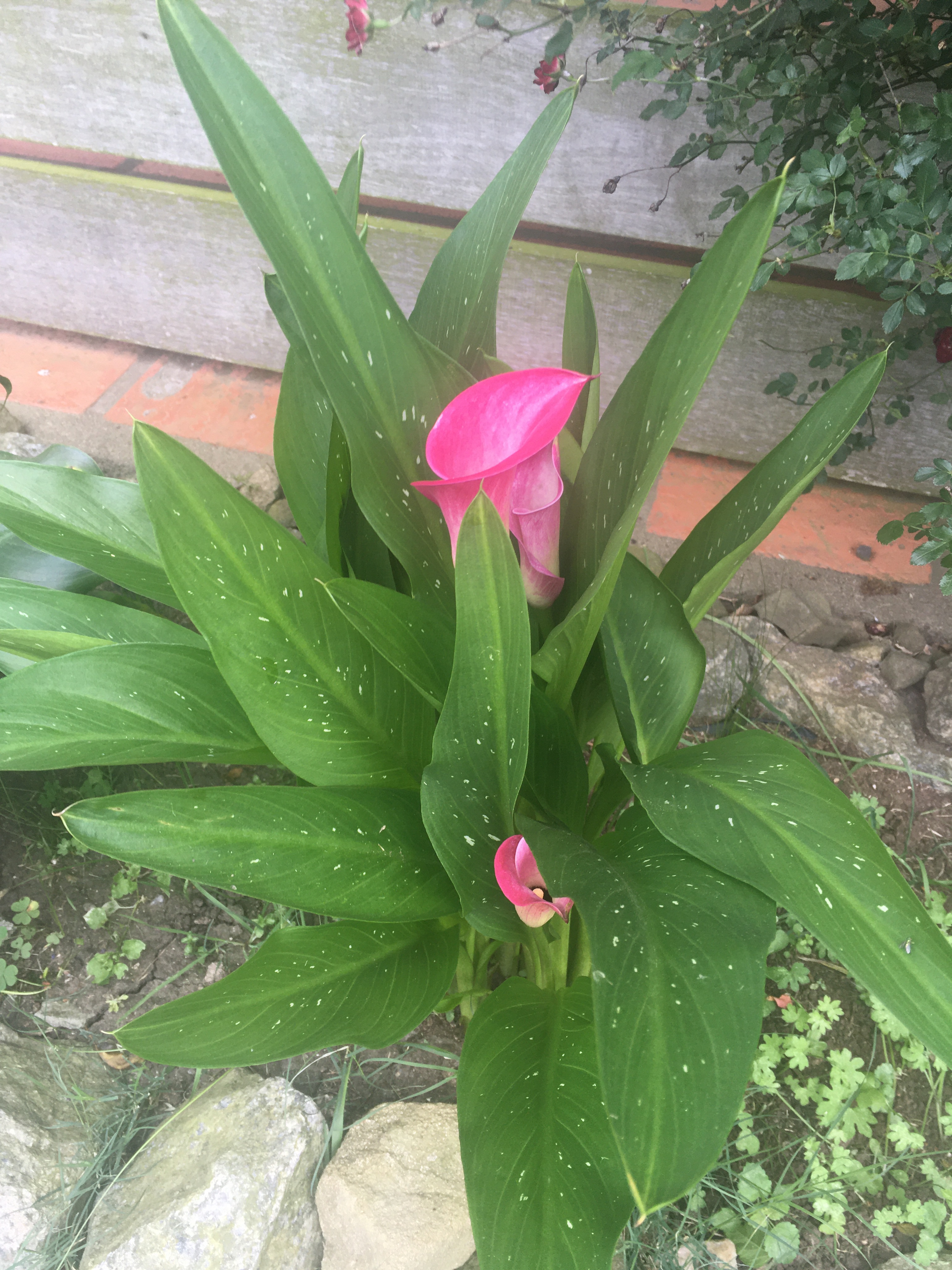 Rosa Calla – heidrichblog
